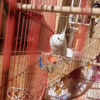 ماده البینو هفت تخمه