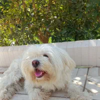 سگ خانگی نژاد شیتزو نر|سگ|دزفول, |دیوار