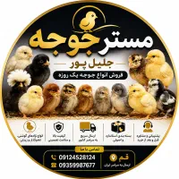 سلطان لهستانی برهما پولند گلین