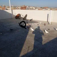 کبوتر گم شده