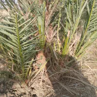 انواع پاجوش زاهدی خاصی حاجی محمدی کبکاب و برهی|خدمات باغبانی و درختکاری|بهبهان, |دیوار