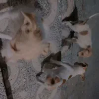واگذاری توله پاکوتاه نر و ماده
