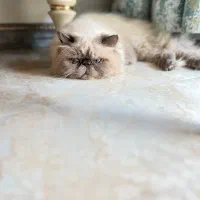 پرشین هیمالین