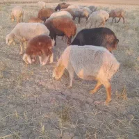 ۱۶ راس میش زایده آبستن سنگین