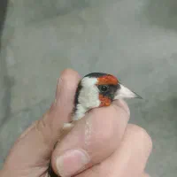 سهره|پرنده|تهران, فرحزاد|دیوار