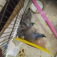 مرغ عشق|پرنده|شاهرود, |دیوار