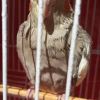 عروس هلندی|پرنده|ری, سرتخت|دیوار