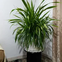 گل طبیعی|گل و گیاه طبیعی|سنندج, |دیوار