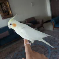 عروس هلندی ۶ ماهه ماده