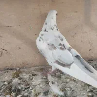 کبوتر غریبگیری ماده|پرنده|کرج, گوهردشت|دیوار