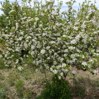 فروش-باغ-در-روستای-ملهمدره