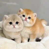 شهر گربه های کوچولو ناز (پرشین بریتیش اسکاتیش)