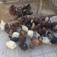 فروش مرغ و خروس