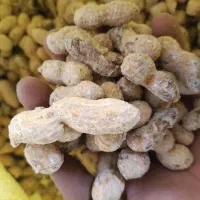 بادوم زمینی