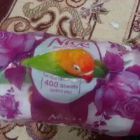 طوطی برزیلی فول رام|پرنده|سنندج, |دیوار