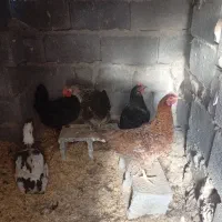 فروش مرغ خانگی