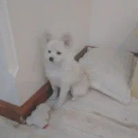 پامراین آلمانی ماده شش ماه