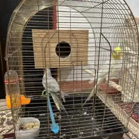 عروس هلندی جفت|پرنده|اردبیل, |دیوار