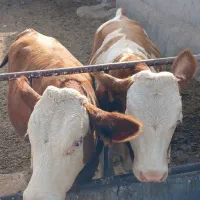 گوساله نر|حیوانات مزرعه|تبریز, |دیوار