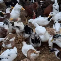 فروش،اردک‌ مرغ|حیوانات مزرعه|لاهیجان, گلستان|دیوار