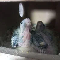 طوطی عروس جوجه