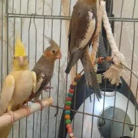 عروس هلندی|پرنده|مشکین‌دشت, |دیوار