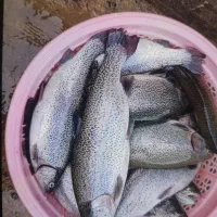 ماهی قزل آلا فرانسوی