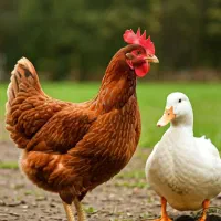 مرغ و اردک رسمی