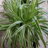 بونسای.‌گل گندمی.الورا.ارغوان.اشک تمساح