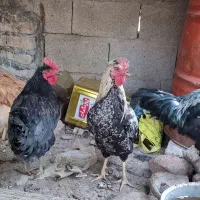 سگ خراجی و خروس|سگ|جیرفت, |دیوار