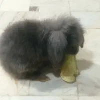 خرگوش لوپ اصیل اصیل