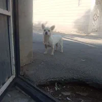 شیوا اشپیتز ماده|سگ|محمدیه-قزوین, |دیوار