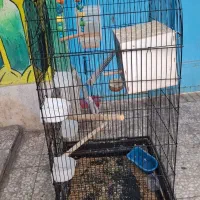 قفس طوطی|لوازم جانبی حیوانات|قم, هنرستان|دیوار