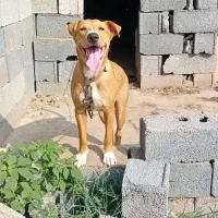 سگ پیتبول ماده