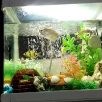 اکواریوم شرکتی|ماهی|سنندج, |دیوار