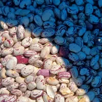 لوبیا هفتاد روزه|خوردنی و آشامیدنی|کشاورز, |دیوار