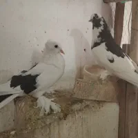 کفتر|پرنده|قم, نوبهار|دیوار