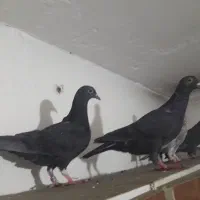 کبوتر پلاکی