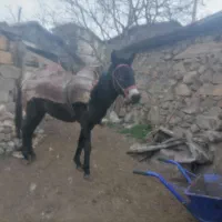 حیوان اهلی|حیوانات مزرعه|مرزنآباد, |دیوار