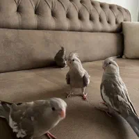 عروس هلندی وایت فیس