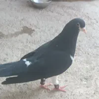 شهری خال دم تخت