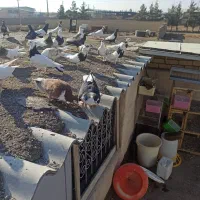 جوجه رنگه پرشی|پرنده|مشهد, شهرک صنعتی توس|دیوار