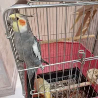 عروس هلندی طوطی برزیلی