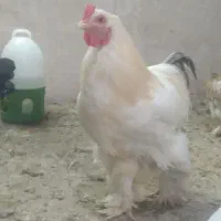 مرغ خروس برهما و جوجه برهما