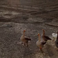 غاز|حیوانات مزرعه|دورود, |دیوار