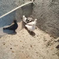 کبوتر بهبانی وپلاکی|پرنده|شیراز, دشت چنار|دیوار