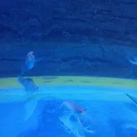 میگو لابستر قرمز