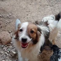 معاوضه با عروس هلندی