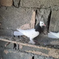 جوجه گره طوقی
