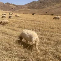3عدد قوچ ۳ساله از نژاد عالی